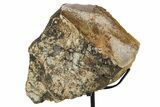 Fossil Sauropod Limb Bone Section w/ Metal Stand - Colorado #294914-1